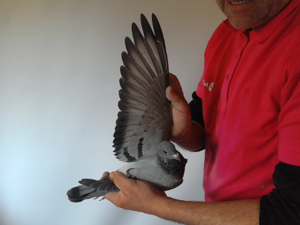 Pigeon image