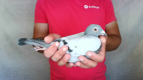 Pigeon image