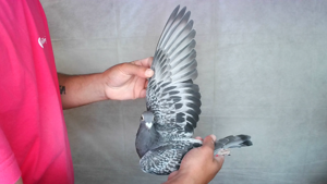 Pigeon image