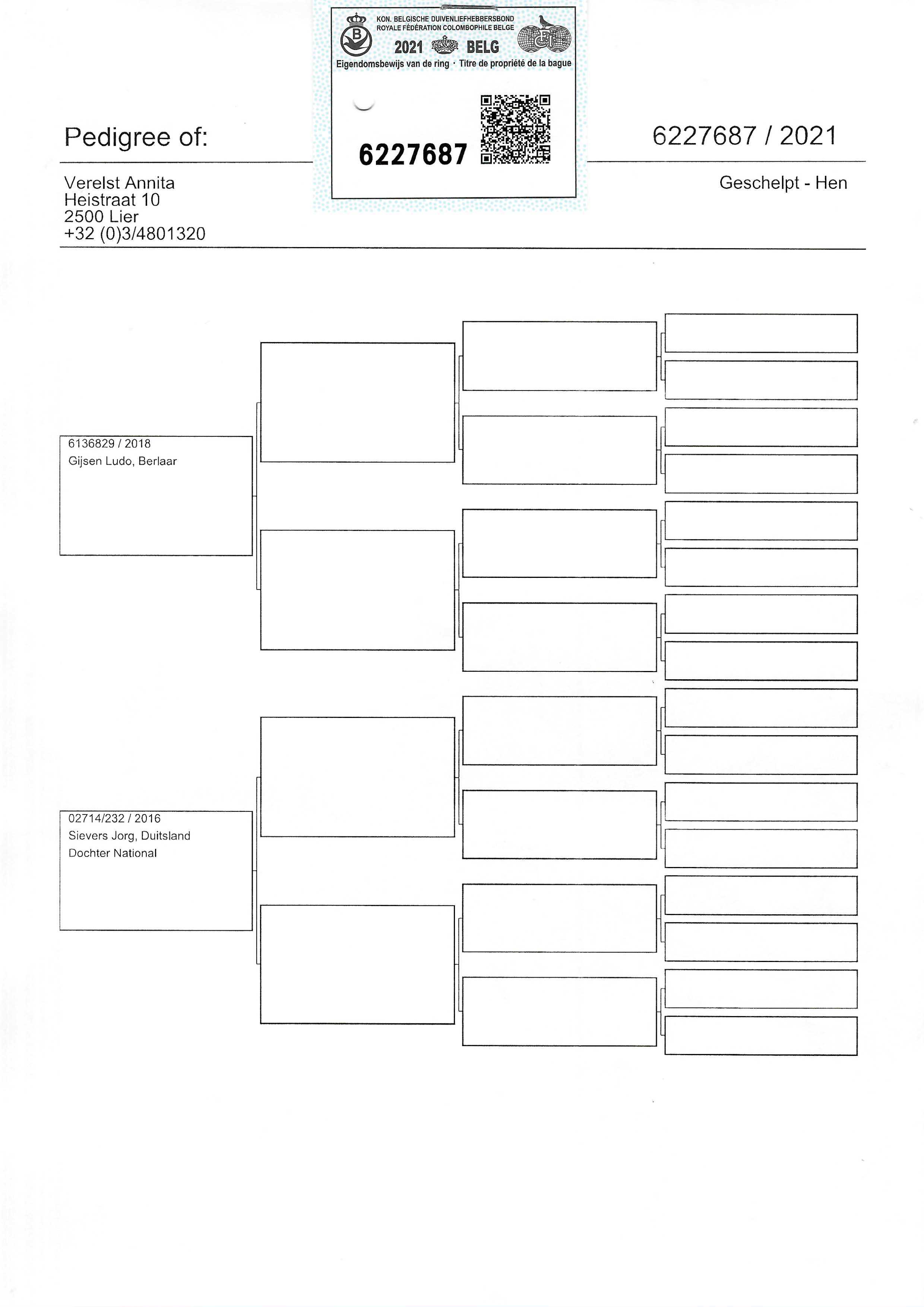 Pigeon pedigree image