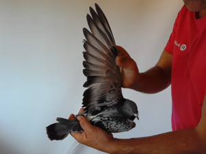 Pigeon image