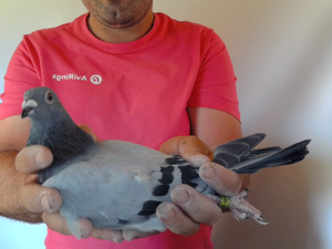 Pigeon image