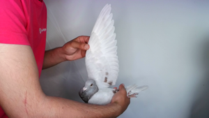 Pigeon image