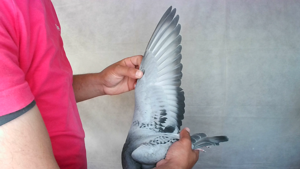 Pigeon image