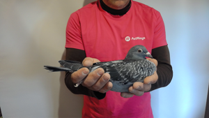 Pigeon image