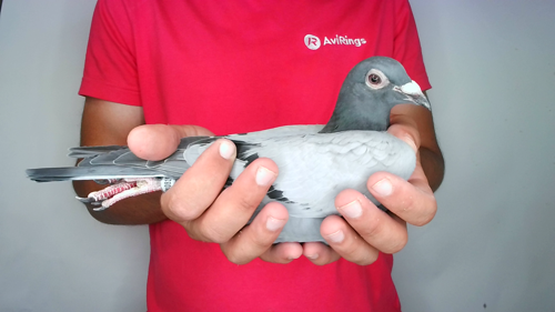 Pigeon image