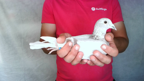 Pigeon image