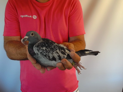 Pigeon image