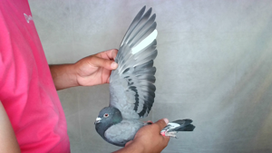Pigeon image