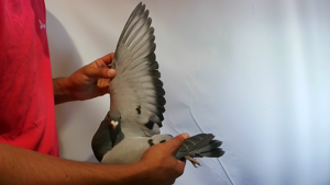 Pigeon image