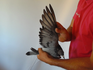 Pigeon image