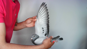 Pigeon image
