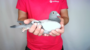 Pigeon image