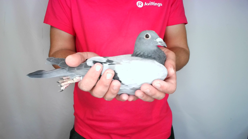 Pigeon image