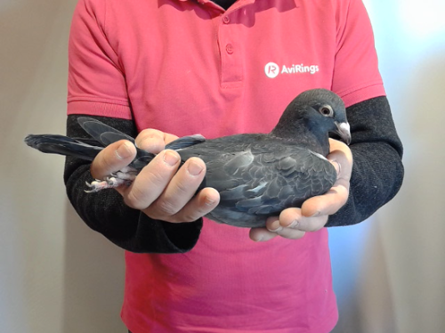 Pigeon image