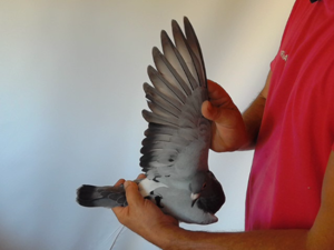 Pigeon image