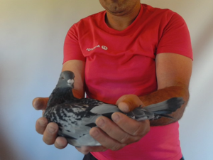 Pigeon image