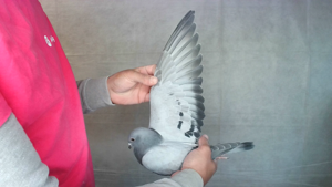 Pigeon image