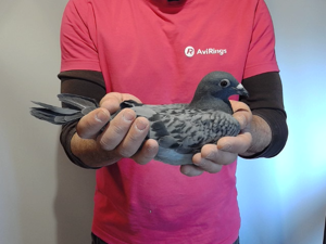 Pigeon image