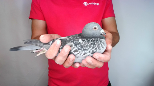 Pigeon image