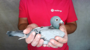 Pigeon image