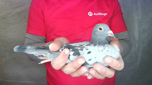 Pigeon image