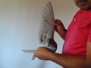 Pigeon image