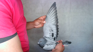 Pigeon image