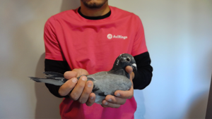 Pigeon image