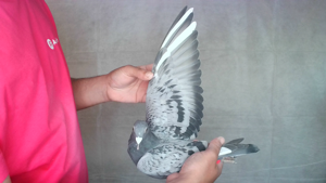 Pigeon image
