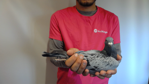 Pigeon image