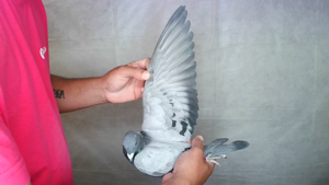Pigeon image