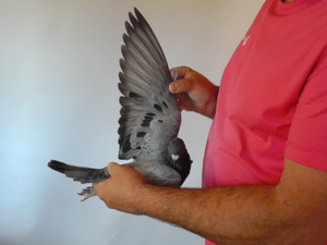 Pigeon image