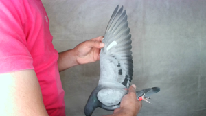 Pigeon image