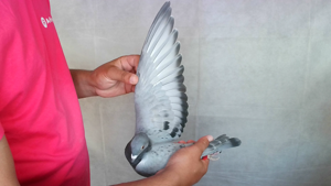 Pigeon image