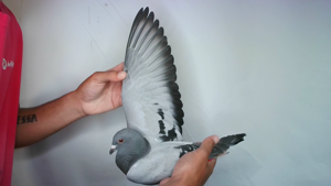 Pigeon image
