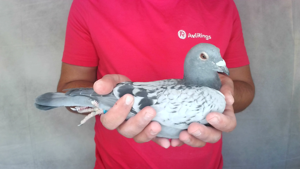 Pigeon image