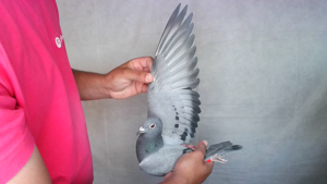 Pigeon image