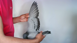 Pigeon image