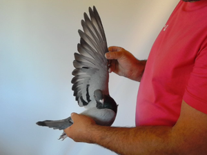 Pigeon image