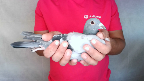 Pigeon image