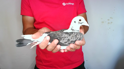 Pigeon image