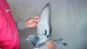 Pigeon image