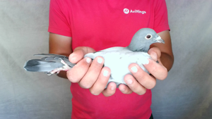 Pigeon image