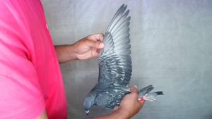 Pigeon image
