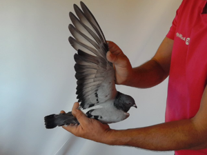 Pigeon image