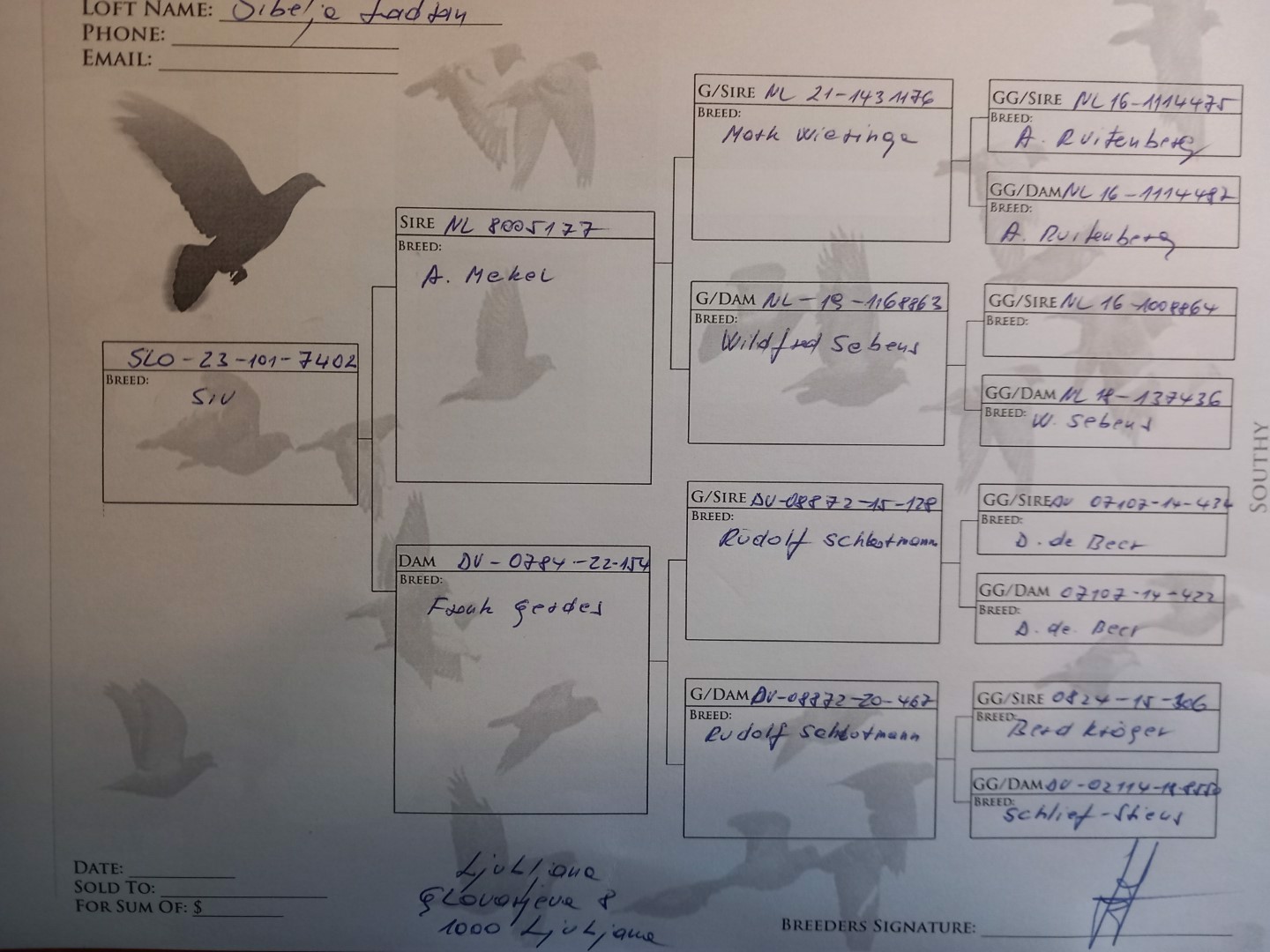 Pigeon pedigree image