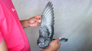 Pigeon image