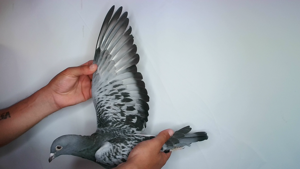 Pigeon image