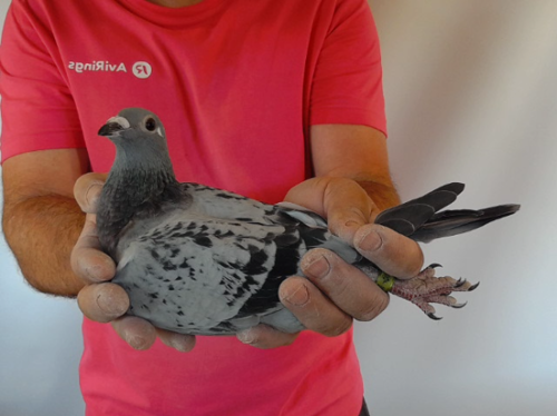 Pigeon image
